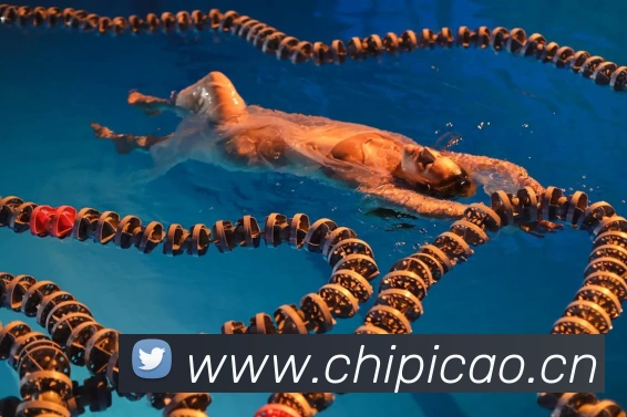 App Interface Preview